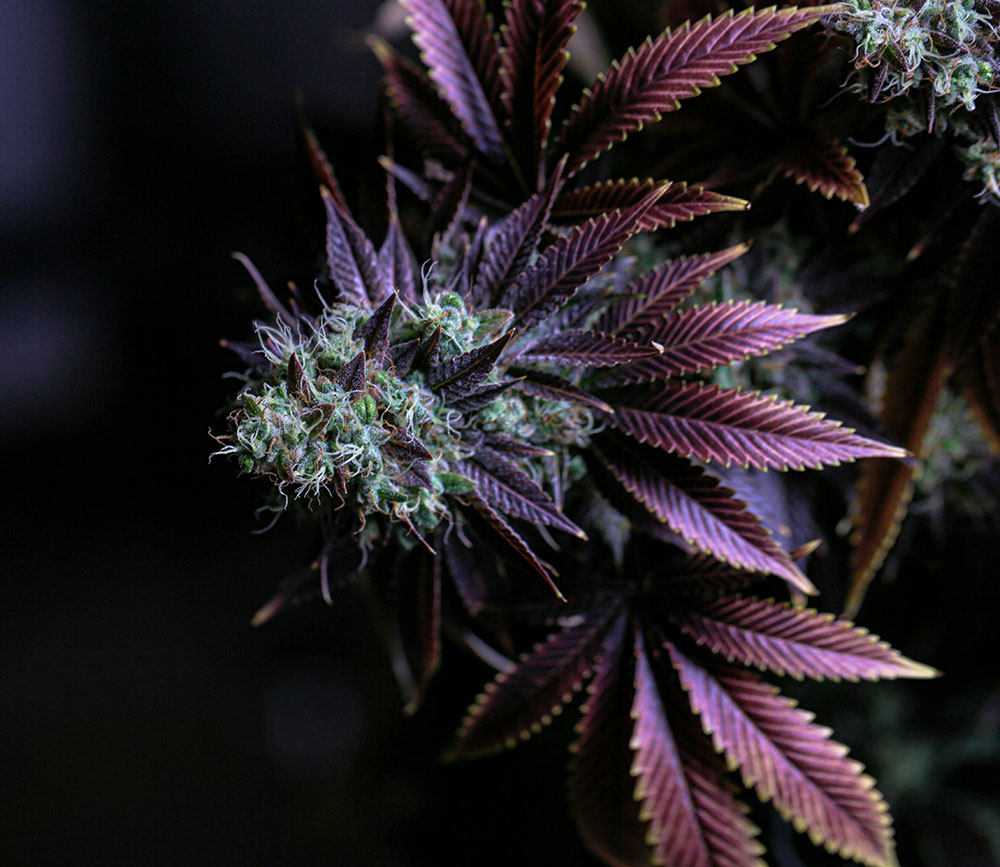 A deep purple cannabis flower.