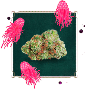 Black Razzberry bud surrounded by illustrated pink jellyfish.