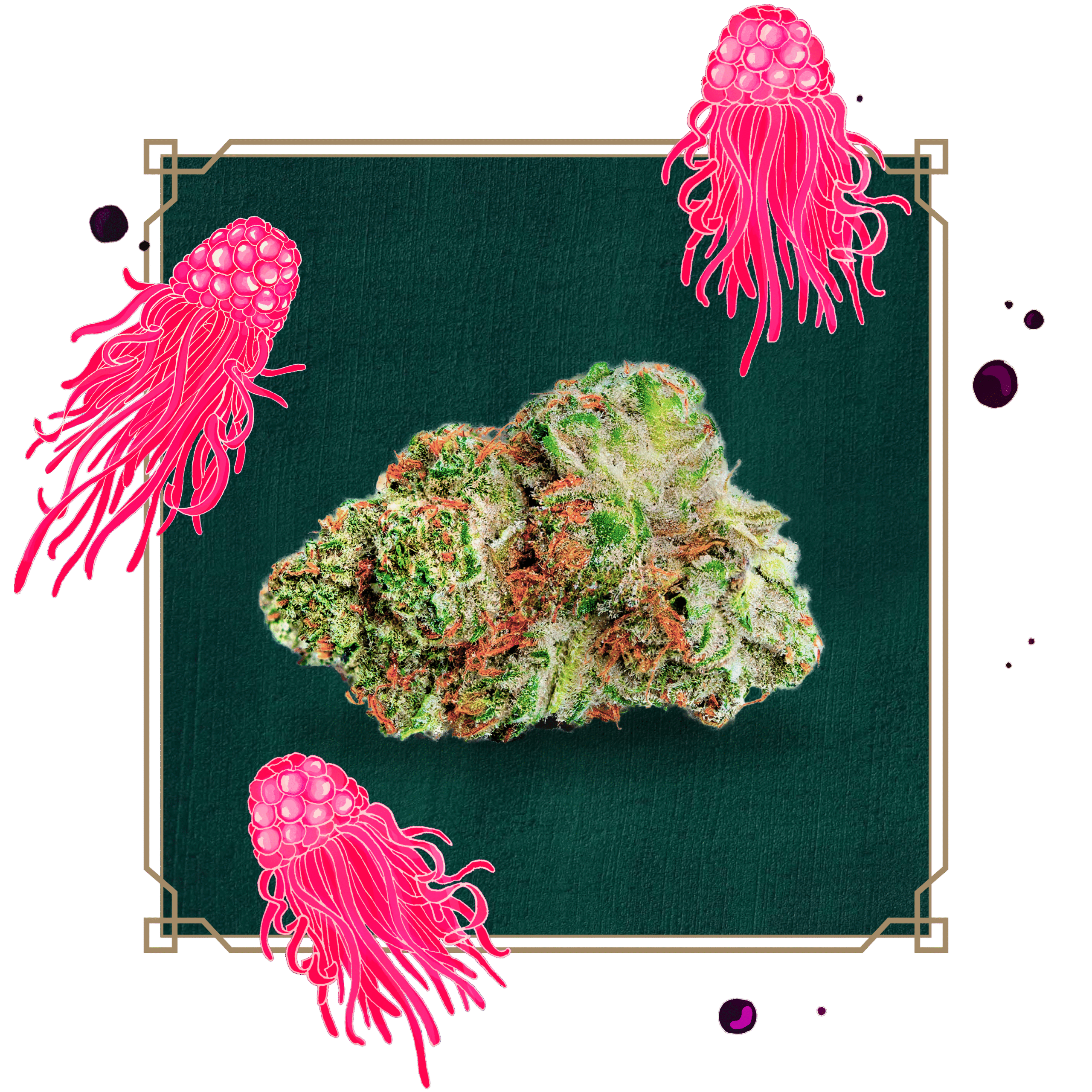 Black Razzberry bud surrounded by illustrated pink jellyfish.