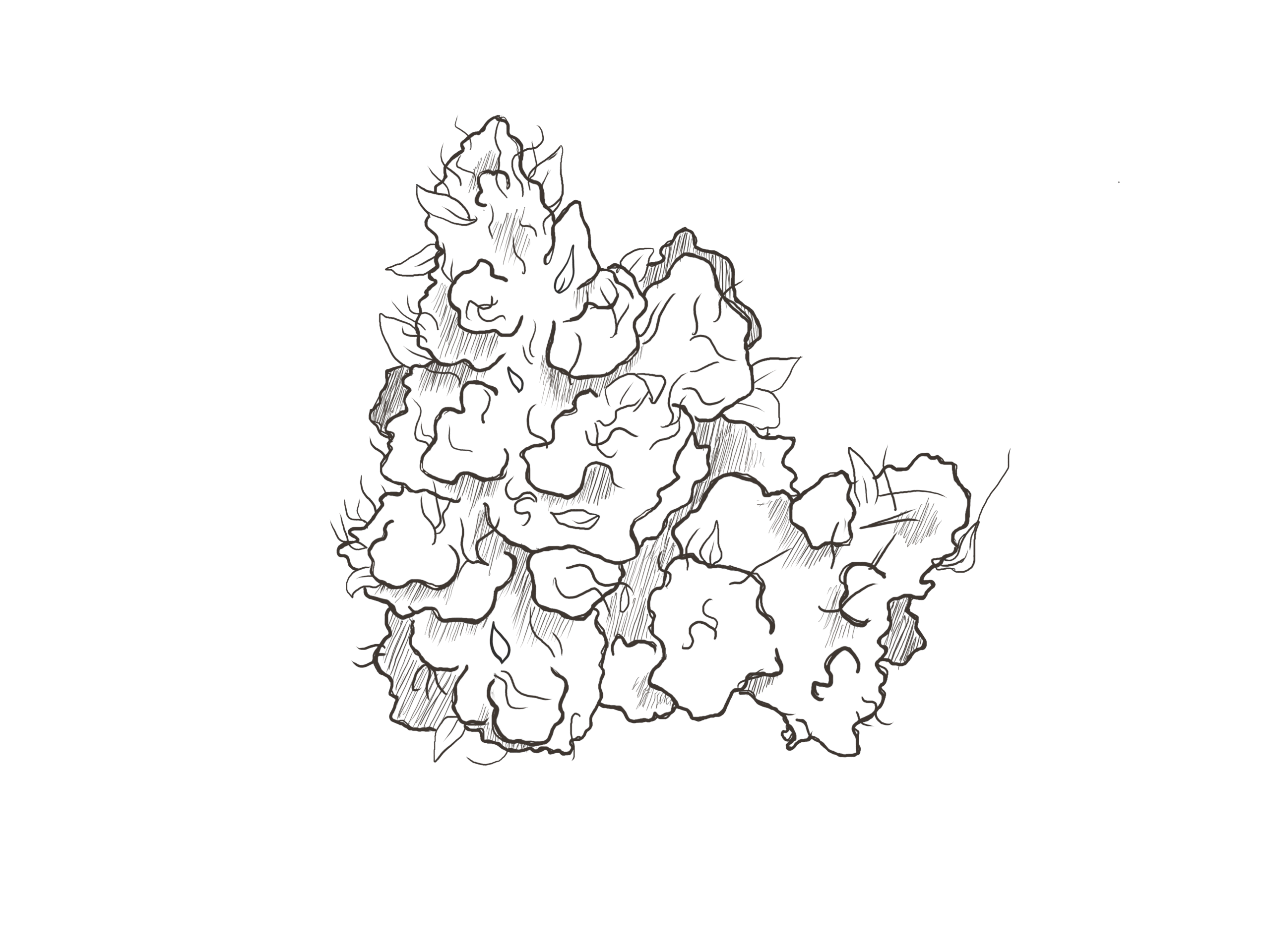 Cannabis Bud Drawing