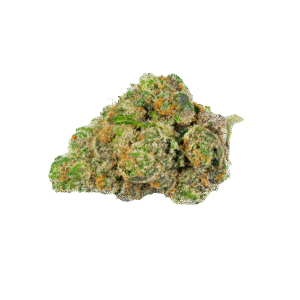 First Lady cannabis bud