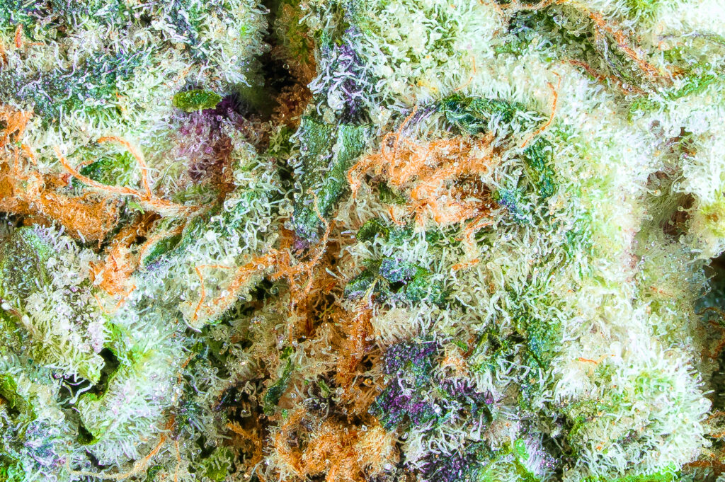 Close-up image of a frosty Elevate cannabis bud with visible trichomes, green and purple coloration, and orange hairs.