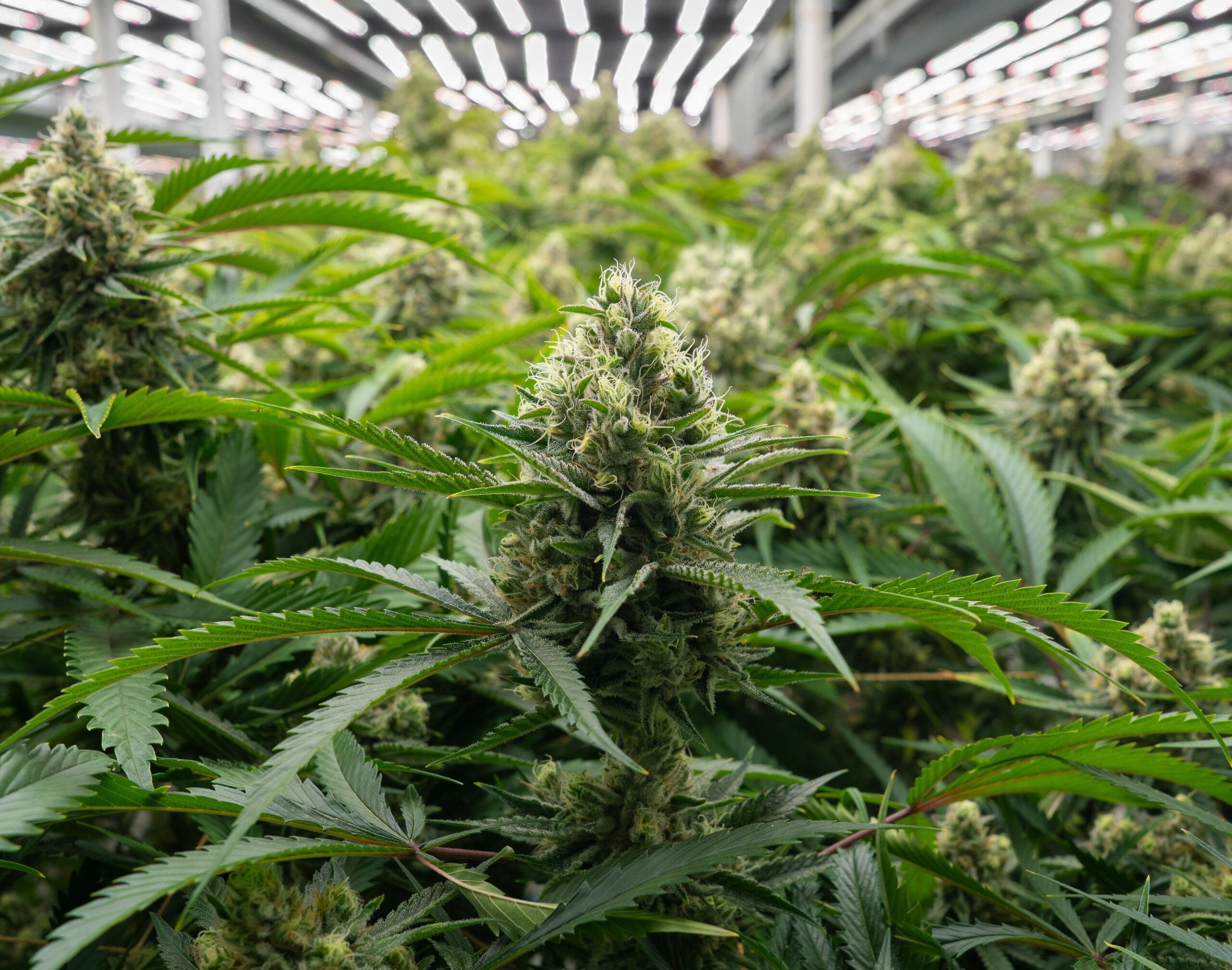 Citradelic Sunset plant in grow environment